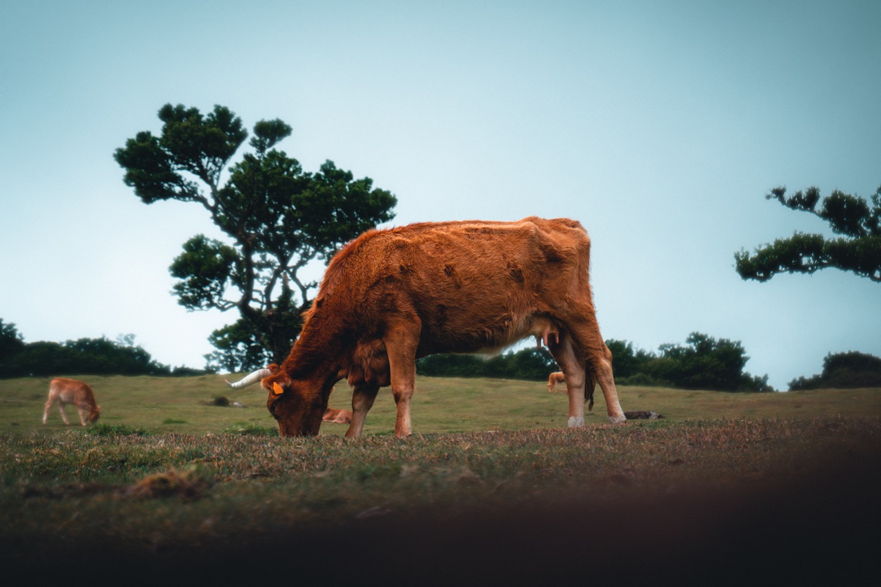 Madeira Fanal Forrest Cow